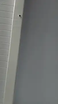 eubellasc live