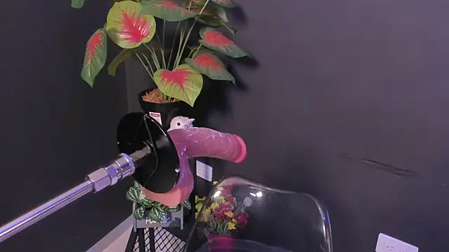 Amy_whittee live