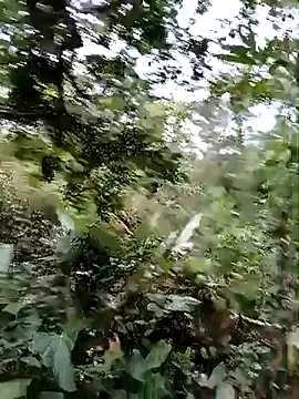 esmeralda_li live
