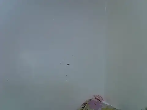 velvet_luxe live