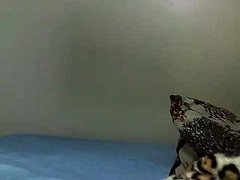 nanaswee live
