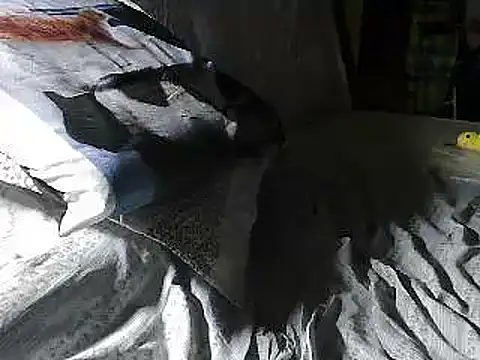VeneRed live