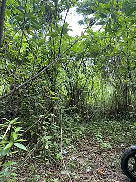 anhkiet_huang live