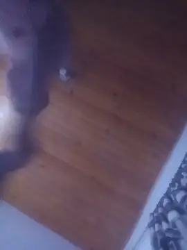 pelukeitor live