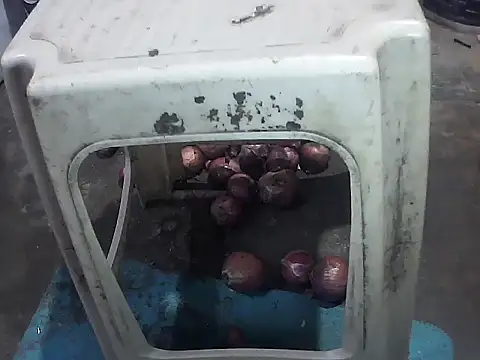 Precumking1 live