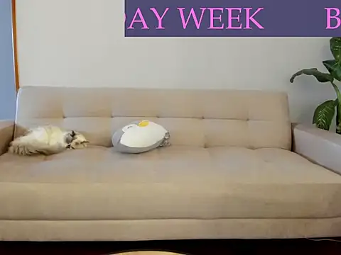 AmandaCallum live