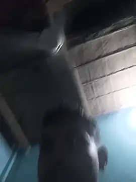 cockplaybd live