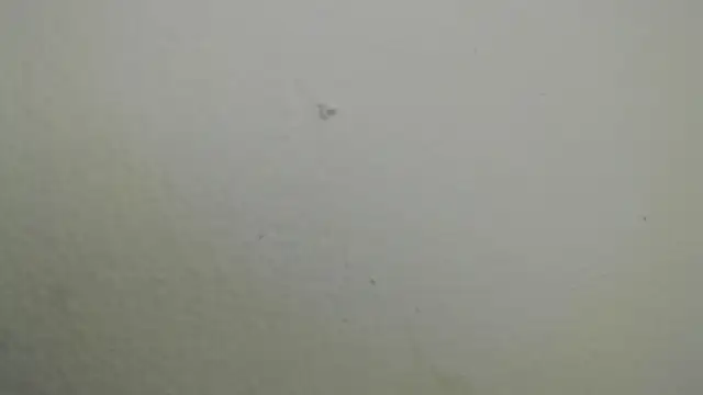 Raycatt1 live