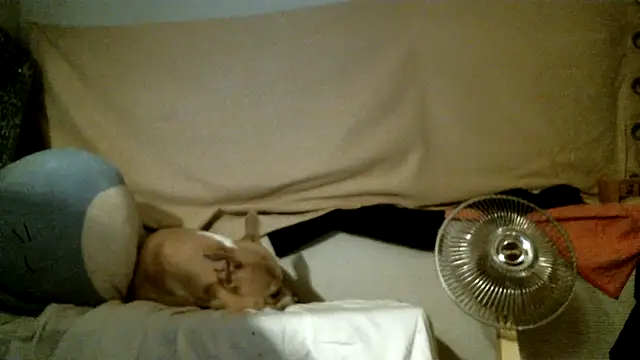 SexyB214 live